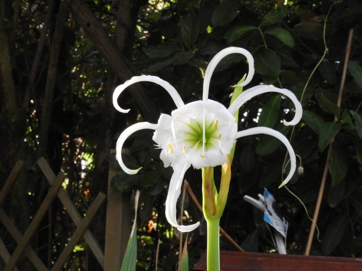 Fleur (je ne connais pas le nom)