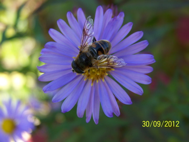 Fleurs d'aster