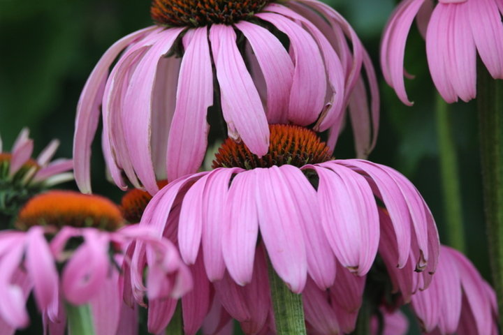 Fleurs d'échinacées