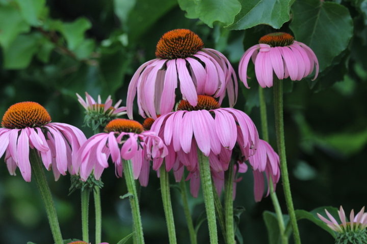 Fleurs d'échinacées