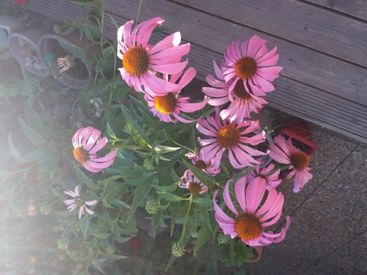 Fleurs d'échinacées