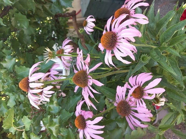 Fleurs d'échinacées