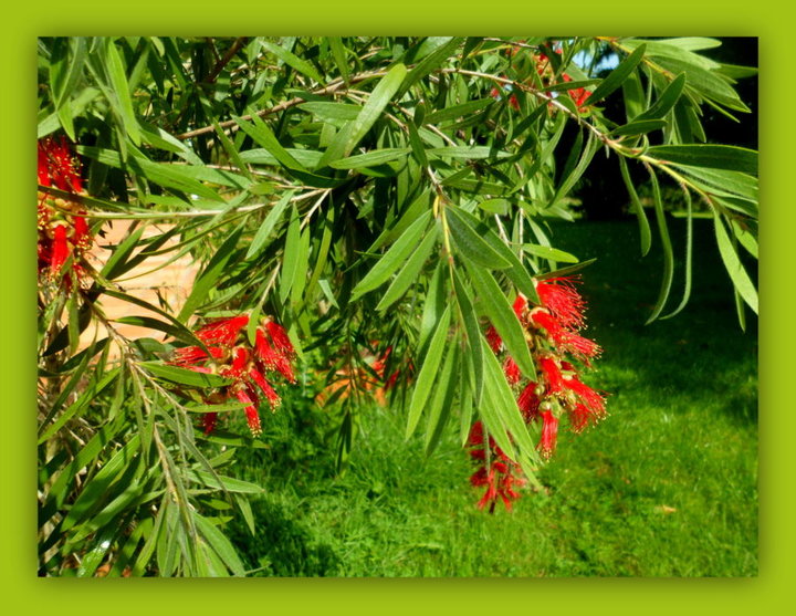 Fleurs de callistemon