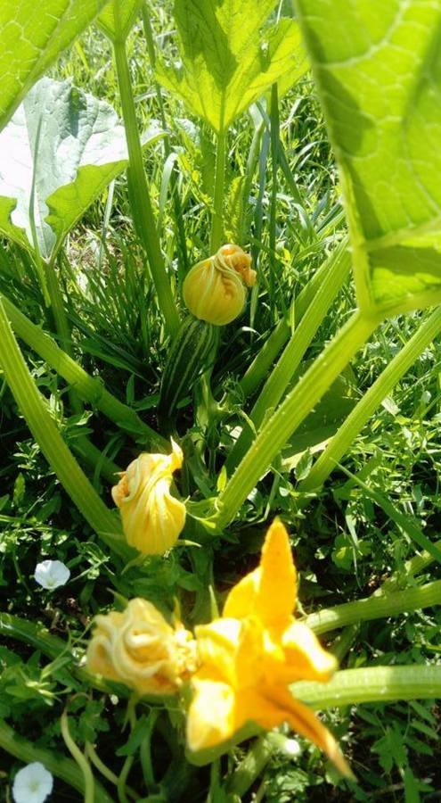 Fleurs de courgettes