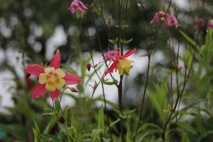 fleurs de l'ANN2E 2014