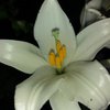 Fleurs de Lys