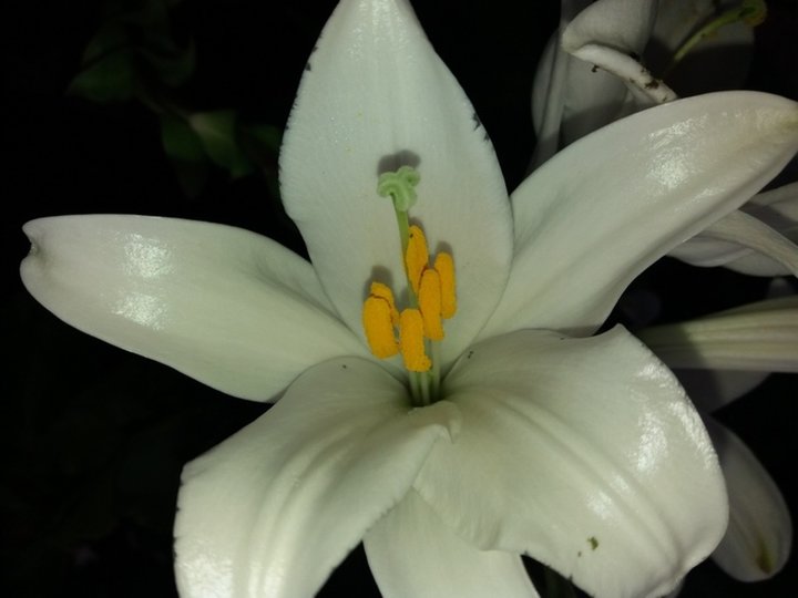 Fleurs de Lys