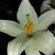 Fleurs de Lys