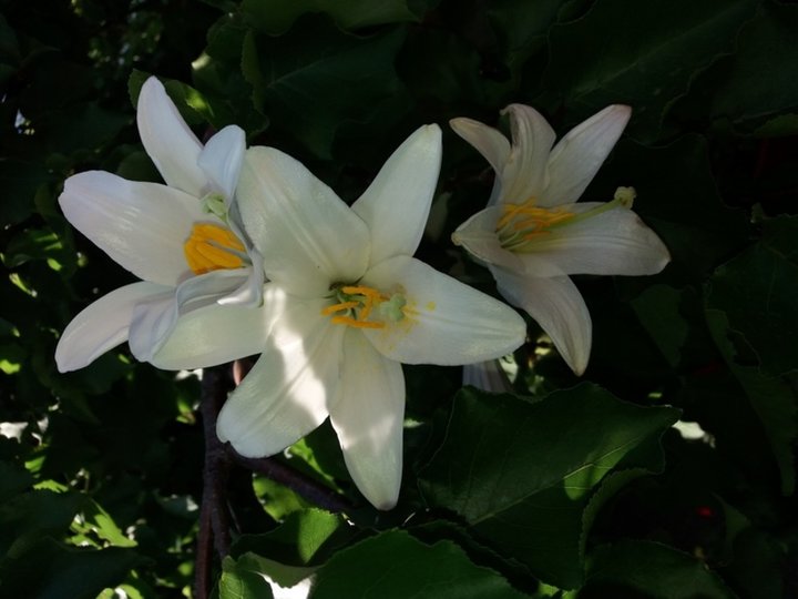 Fleurs de Lys