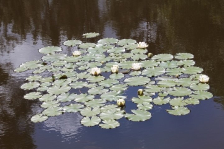 Fleurs de nenuphars