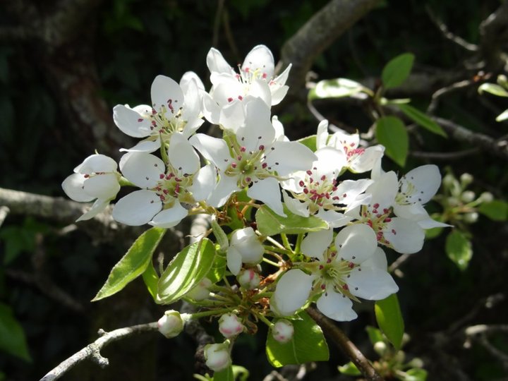 Fleurs de poirier