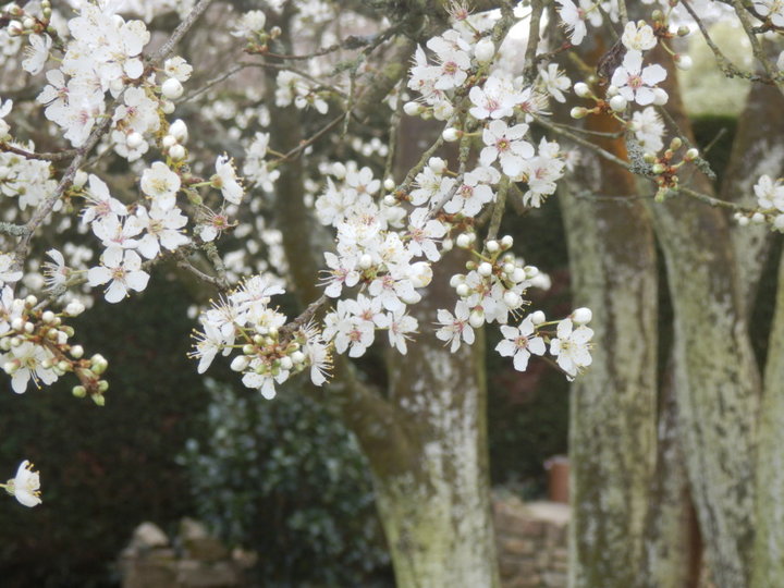 Fleurs de prunier