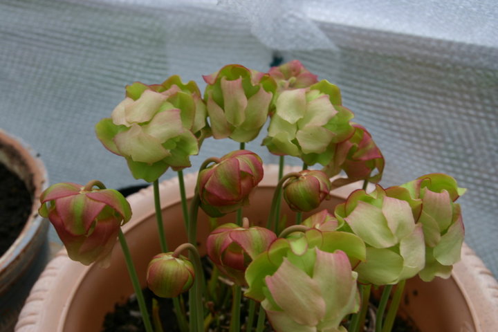 Fleurs de sarracenia x moorei