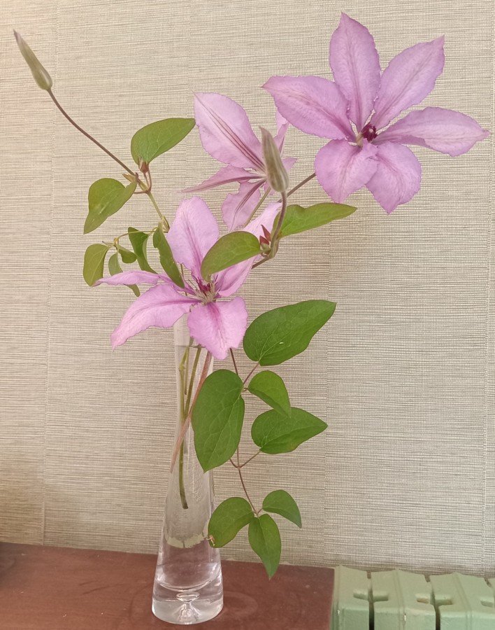 Fleurs du printemps