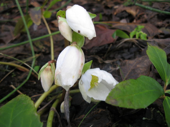 Fleurs et plantes de mon jardin