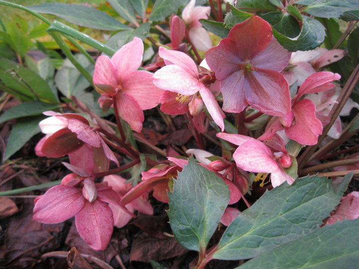 Fleurs et plantes de mon jardin