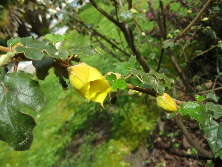 Fleurs et plantes de mon jardin