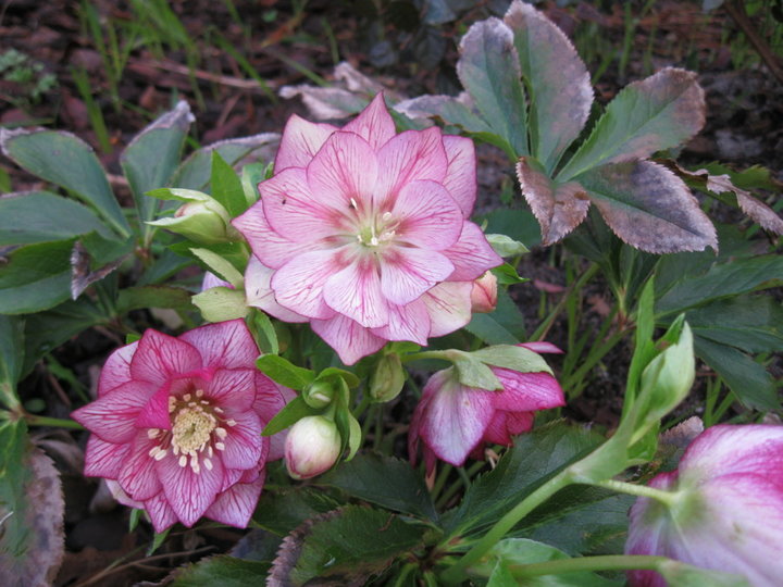 Fleurs et plantes de mon jardin