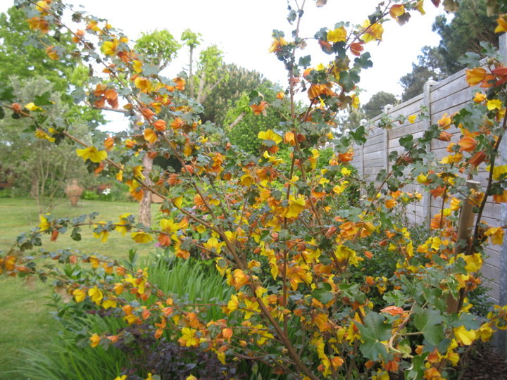 Fleurs et plantes de mon jardin