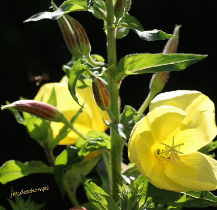 Fleurs jaune