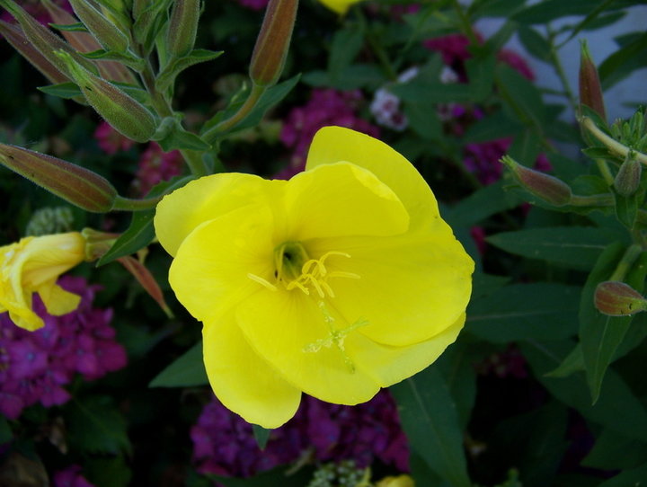 fleurs jaune (OENOTHERA BIENNIS
