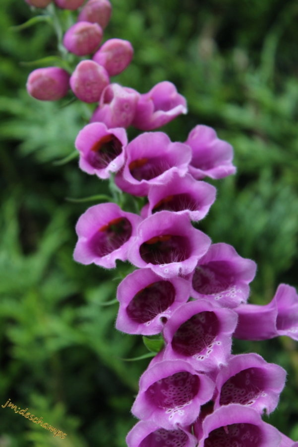 Fleurs Violette a clochette