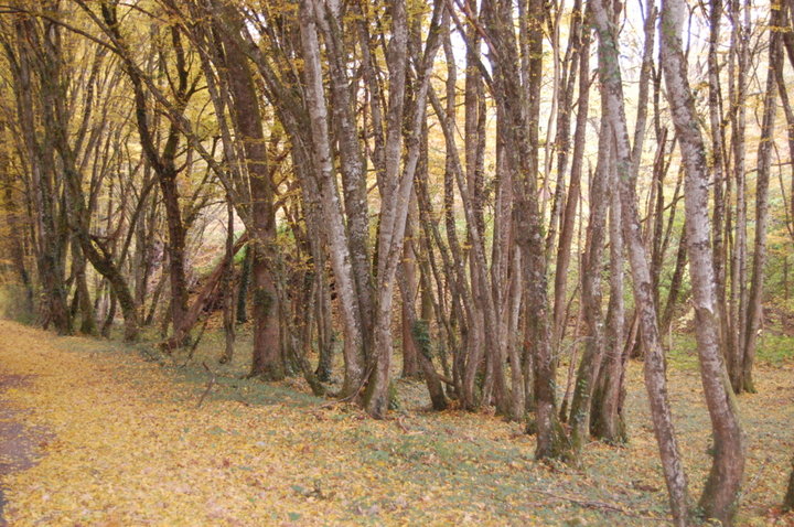 Forêts en automne ...