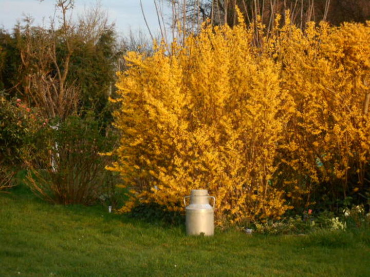 Forsythia