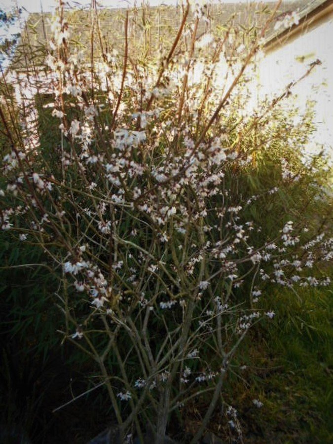 Forsythia de coree