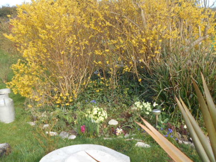 FORSYTHIAS et PRIMEVERES