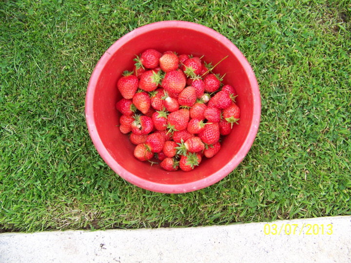 Fraises