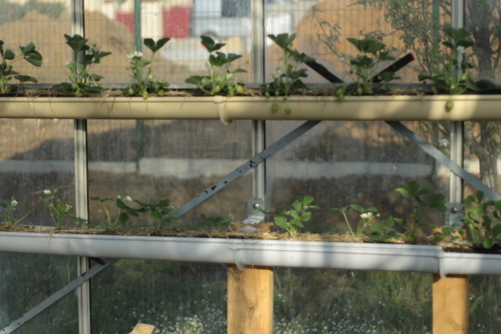 Fraises cultivées dans une gouttiere et en jardinière