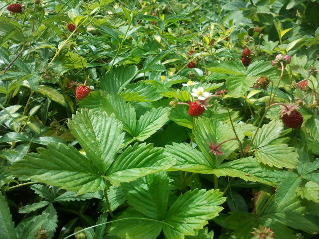 Fraises des bois en folie