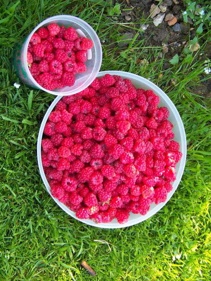 Framboise 