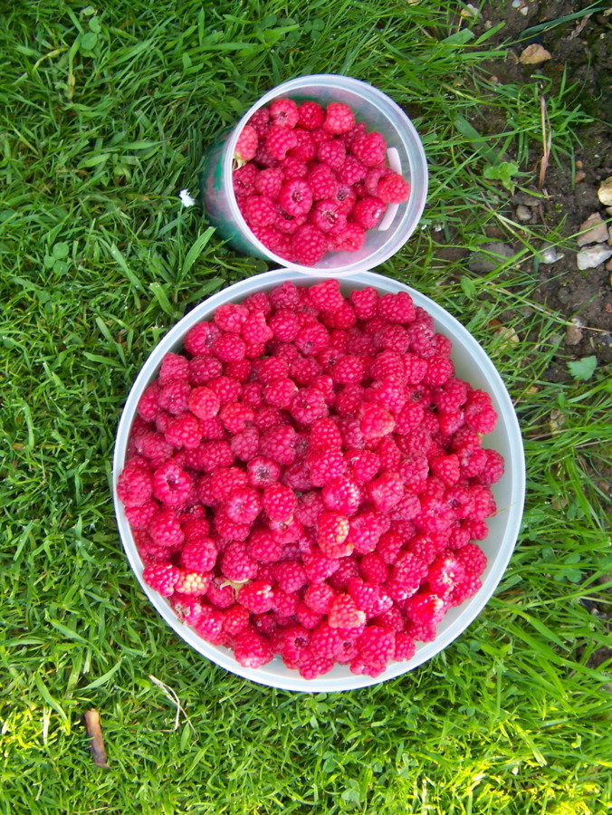 Framboise 