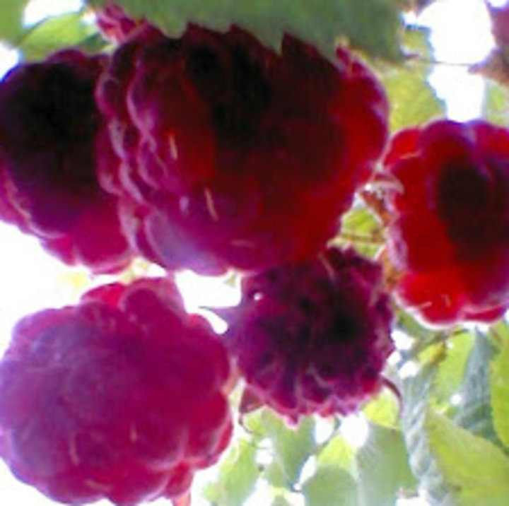 Framboises