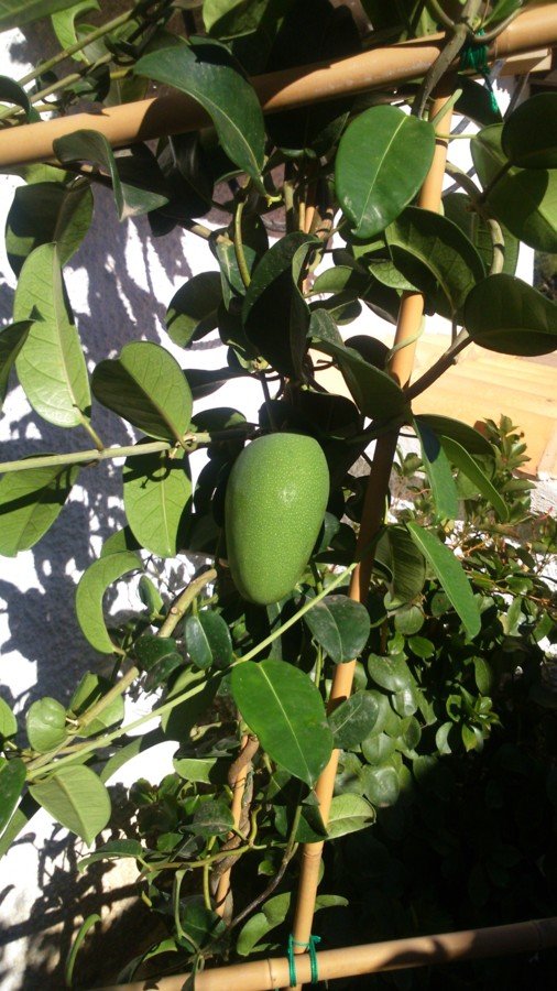 Fruit du stephanotis