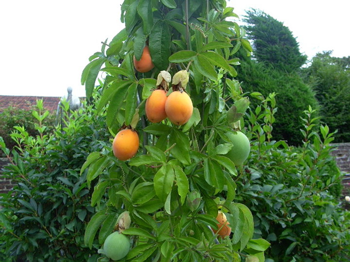 Fruit passiflora caerulata