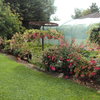Fuchsias 