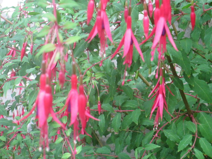 fuchsia de Magellan