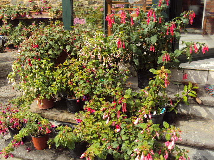 Fuchsias