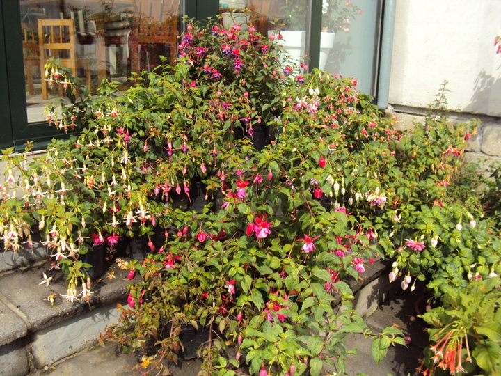 Fuchsias 