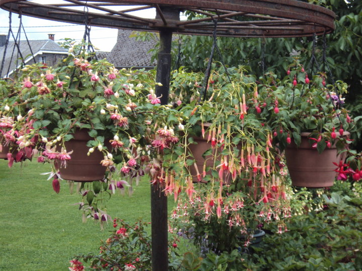 Fuchsias 