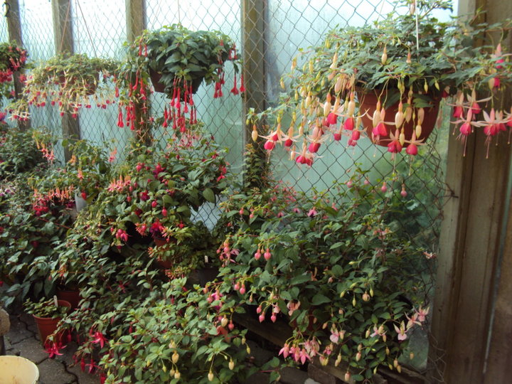 Fuchsias