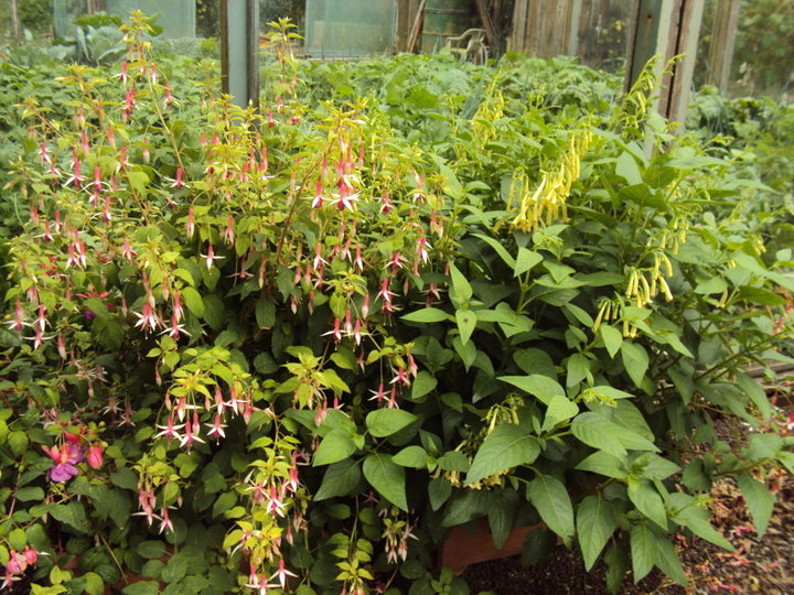 Fuchsias du cap