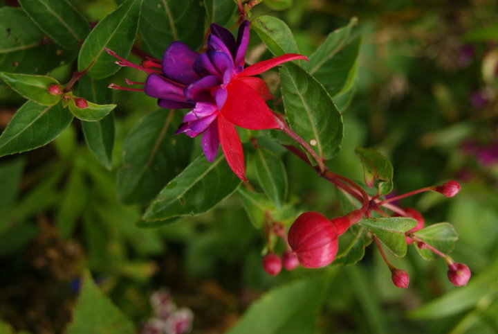 Fushia