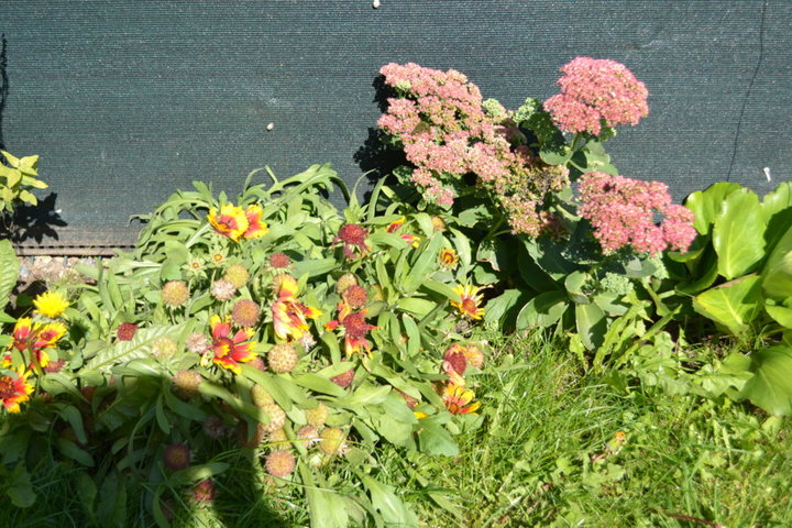 Gaillardes et sedum