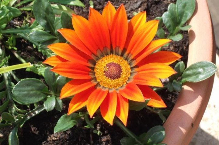 Gazania