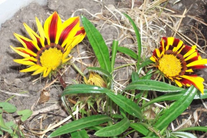 Gazania