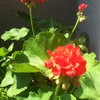 1ere experience avec les fleurs